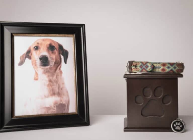 Framed dog photo and decorative paw print container.