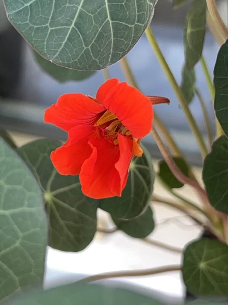 Bee pollinating vibrant red flower with green leaves.