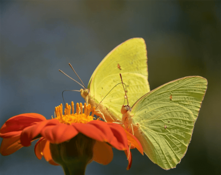 Butterfly visiting a flower.