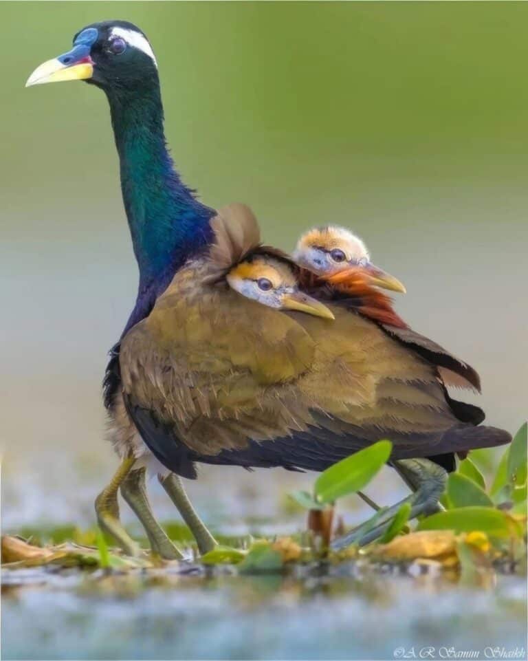 Understanding the True Self