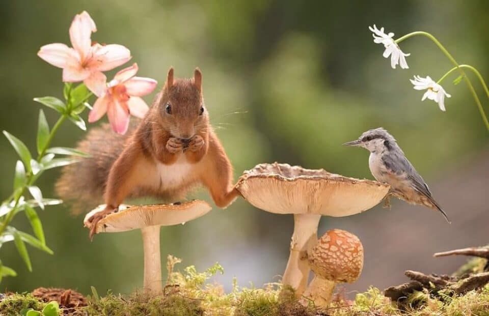 Squirrel and bird on mushrooms in nature.