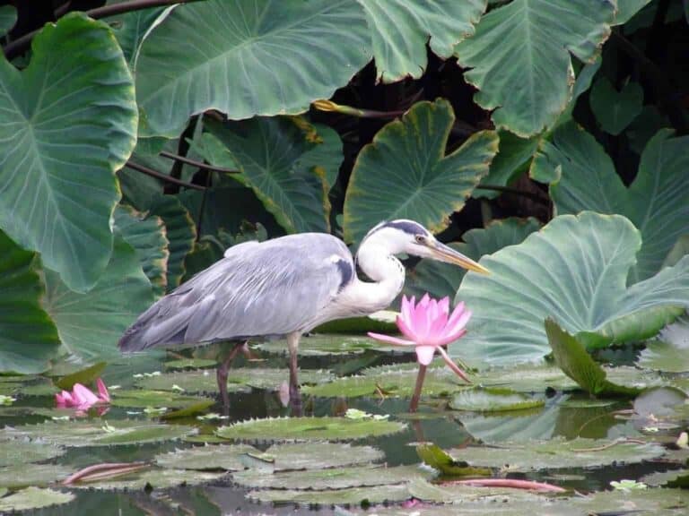 Affirmations | Heron among water lilies in pond
